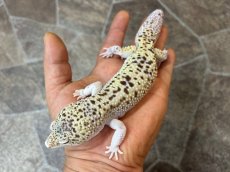 画像4: ヒョウモントカゲモドキ（スノーエクリプスジャイアント）　国内CB (4)