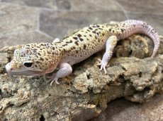 画像1: ヒョウモントカゲモドキ（スノーエクリプスジャイアント）　国内CB (1)