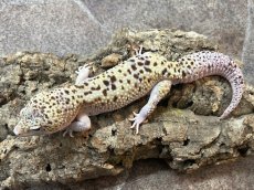 画像3: ヒョウモントカゲモドキ（スノーエクリプスジャイアント）　国内CB (3)