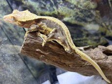 画像2: クレステッドゲッコー（リリーホワイト）　韓国CB (2)