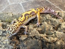 画像2: ヒョウモントカゲモドキ（スノーストライプタンジェリントレンパー）　EUCB (2)