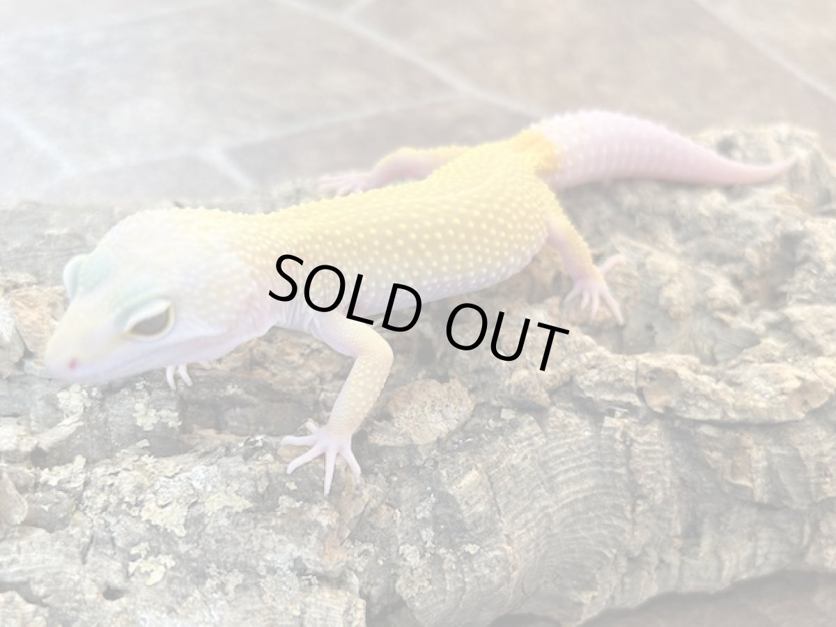 画像1: ヒョウモントカゲモドキ（エンバー）　EUCB (1)