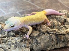画像1: ヒョウモントカゲモドキ（エンバー）　EUCB (1)