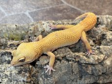 画像1: ヒョウモントカゲモドキ（トレンパーアルビノ）　韓国CB (1)