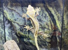 画像3: クレステッドゲッコー（リリーホワイト）　韓国CB (3)