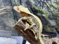 画像1: クレステッドゲッコー（リリーホワイト）　韓国CB (1)