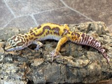 画像1: ヒョウモントカゲモドキ（スノーストライプタンジェリントレンパー）　EUCB (1)