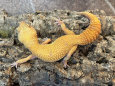 画像3: ヒョウモントカゲモドキ（トレンパーアルビノ）　韓国CB (3)