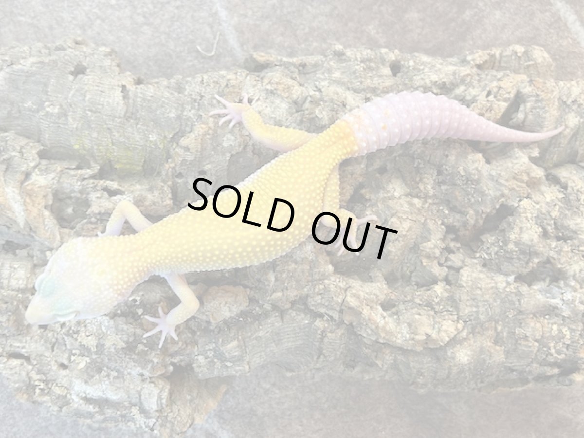 画像3: ヒョウモントカゲモドキ（エンバー）　EUCB (3)