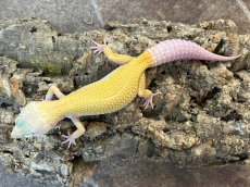 画像3: ヒョウモントカゲモドキ（エンバー）　EUCB (3)