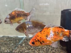 画像4: 銀鱗三色三尾和金（引間養魚場産）±14cm (4)