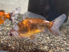 画像1: 銀鱗三色三尾和金（引間養魚場産）±14cm (1)