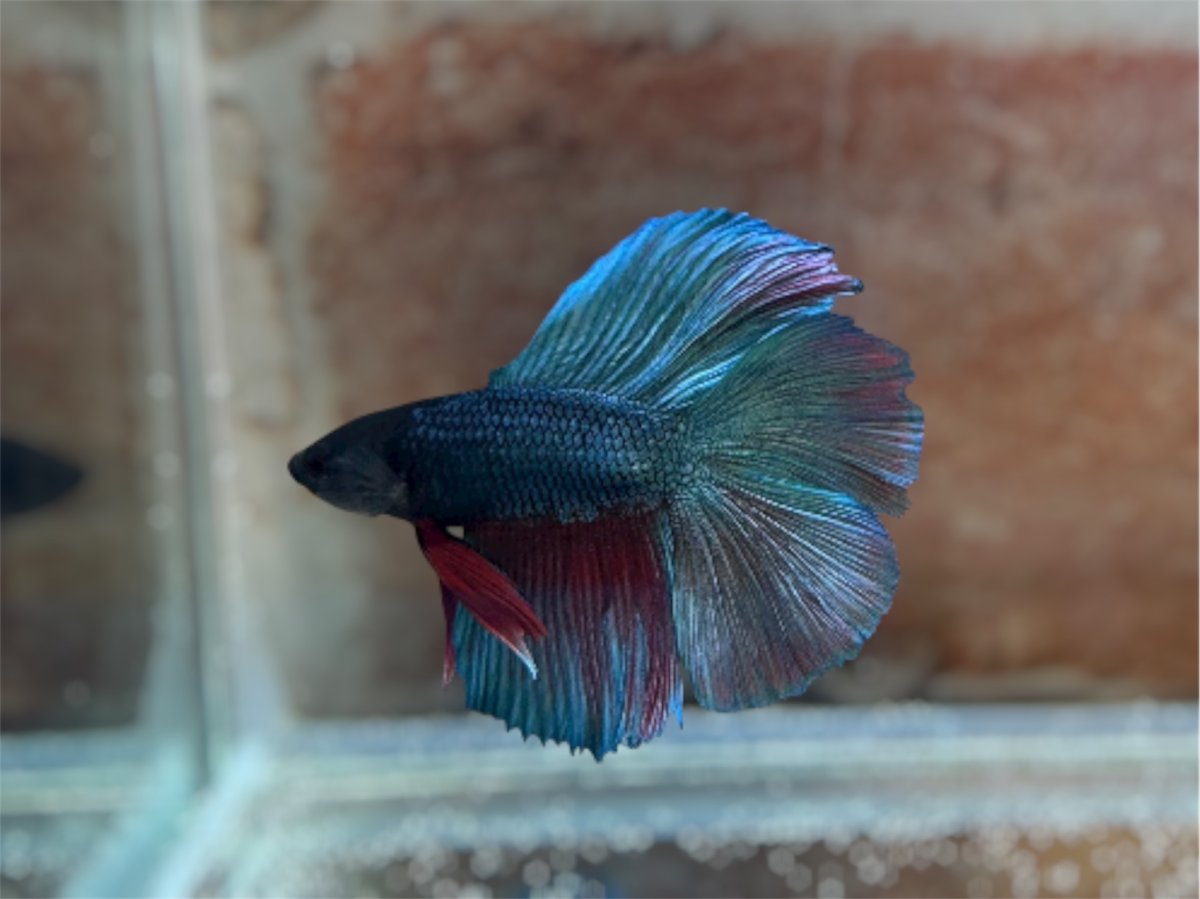 画像1: ベタ　ダブルテール ♂ (1)