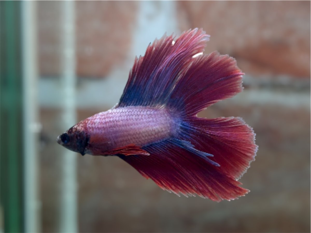 画像1: ベタ　ダブルテール ♂ (1)