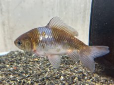 画像2: 銀鱗三色三尾和金（引間養魚場産）±14cm (2)