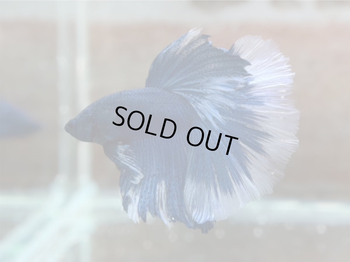 画像2: ベタ　HM ブルーバタフライ (2)