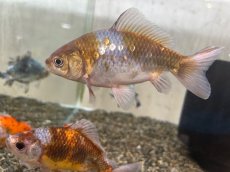 画像5: 銀鱗三色三尾和金（引間養魚場産）±14cm (5)