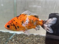 画像3: 銀鱗三色三尾和金（引間養魚場産）±14cm (3)