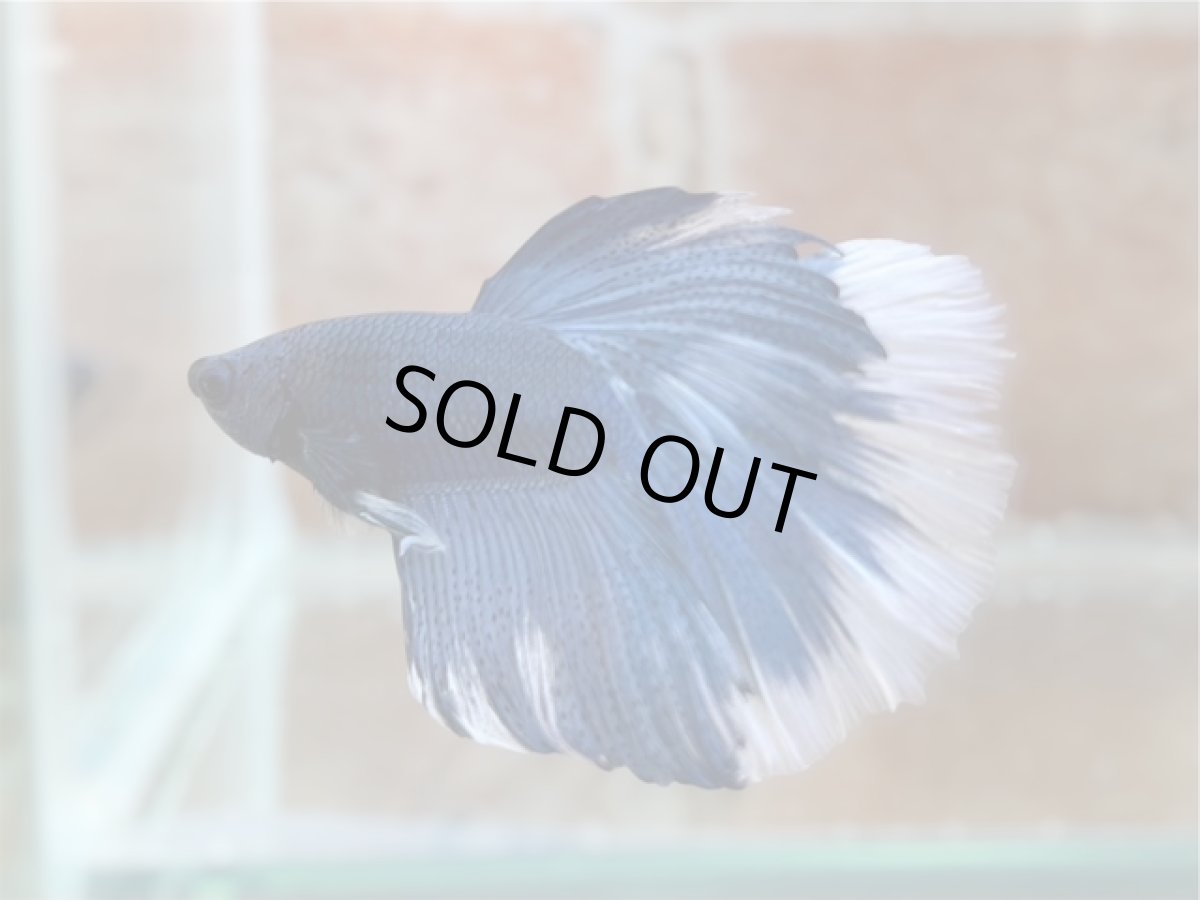 画像1: ベタ　HM ブルーバタフライ (1)