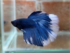 画像1: ベタ　HM ブルーバタフライ (1)