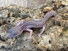 画像2: ヒョウモントカゲモドキ（スーパーマックスノー）USCB (2)