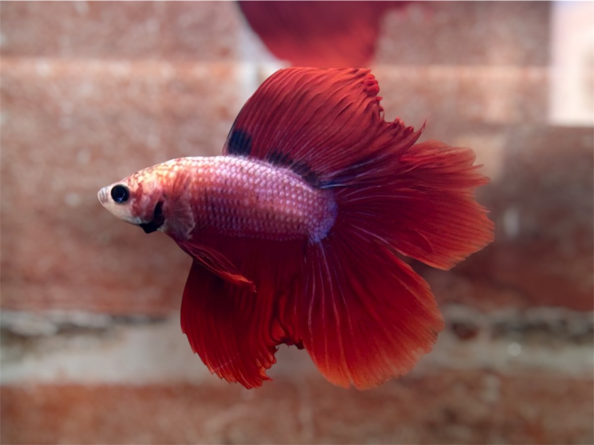 画像1: ベタ　ダブルテール ♂ (1)