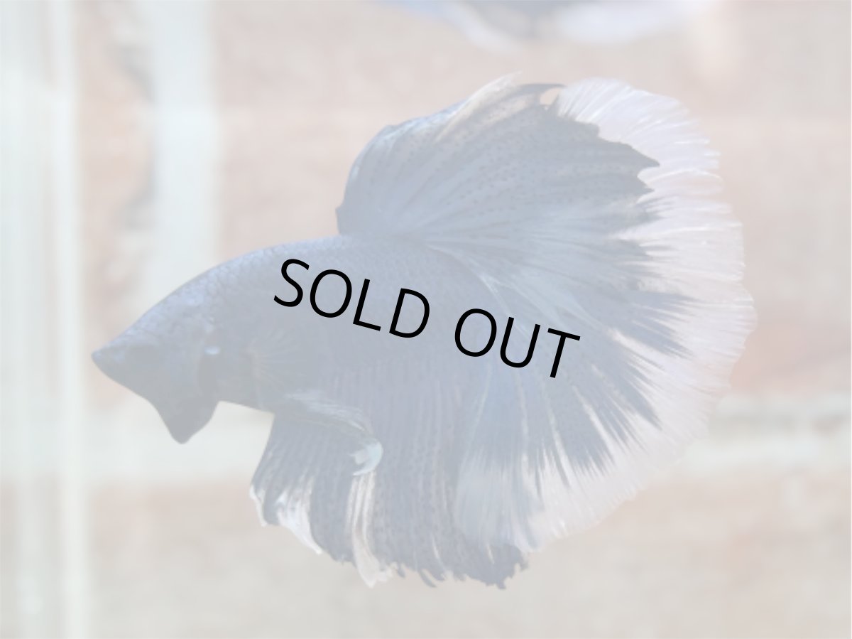 画像3: ベタ　HM ブルーバタフライ (3)