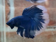 画像3: ベタ　HM ブルーバタフライ (3)