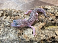 画像3: ヒョウモントカゲモドキ（スーパーマックスノー）USCB (3)