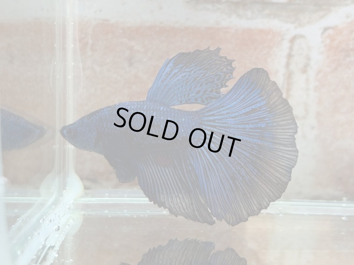 画像1: ベタ　HM ブルーブラック (1)