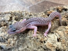 画像1: ヒョウモントカゲモドキ（スーパーマックスノー）USCB (1)