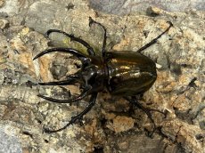 画像1: ミンダナオアトラス　ミンダナオ島マラグサン産 ペア（累代WD ♂87mm ♀Freemm） (1)