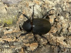 画像2: ミンダナオアトラス　ミンダナオ島マラグサン産 ペア（累代WD ♂87mm ♀Freemm） (2)