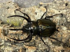 画像1: ミンダナオアトラス　ミンダナオ島マラグサン産 ペア（累代WD ♂90mm ♀Freemm） (1)