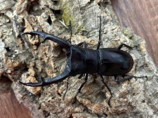 画像1: マンディブラリスフタマタクワガタ　スマトラ島ジャンピ産 ペア（累代WD♂85mm  ♀Free mm ） (1)