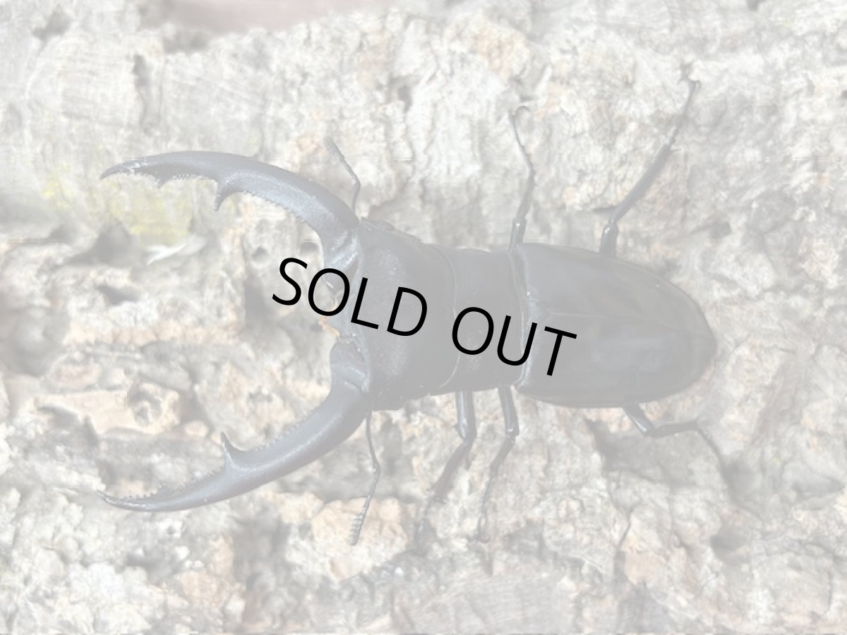 画像1: マンディブラリスフタマタクワガタ　スマトラ島ジャンピ産 ペア（累代WD♂95mm  ♀Free mm ） (1)