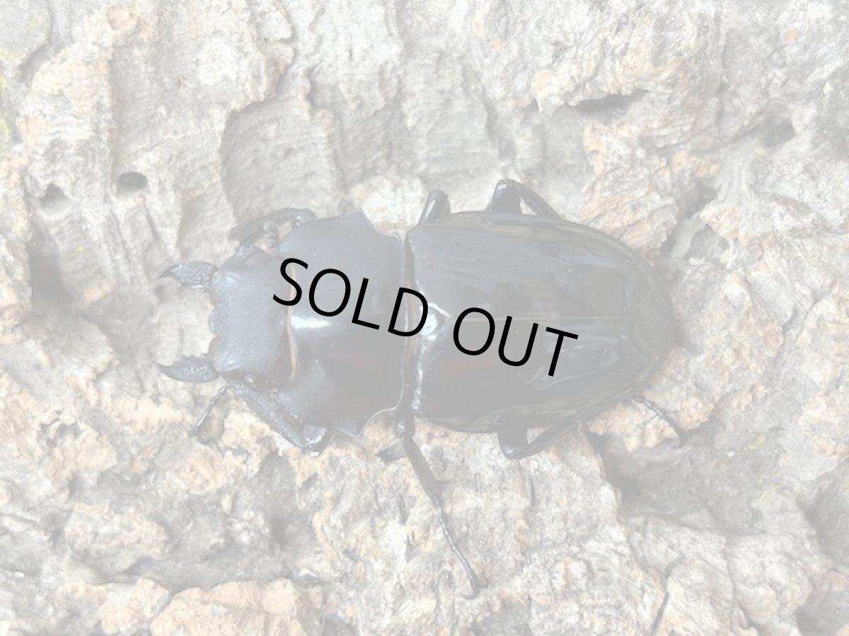 画像2: インターメディアツヤクワガタ　フィリピン・ネグロス島産 ペア（累代WD ♂88mm ♀Freemm） (2)