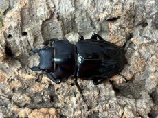 画像2: インターメディアツヤクワガタ　フィリピン・ネグロス島産 ペア（累代WD ♂88mm ♀Freemm） (2)