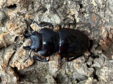 画像2: インペリアリスツヤクワガタ　パラワン島 バタラダ産 ペア（累代WD♂63mm ♀Free ｍｍ） (2)
