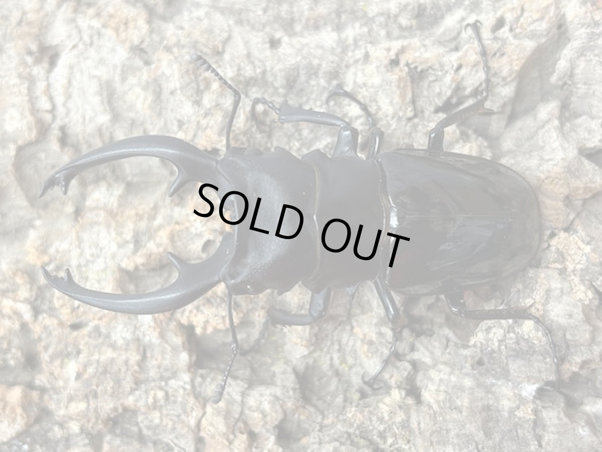 画像1: インターメディアツヤクワガタ　パラワン島 Bataraza産 ペア（累代WD ♂88mm ♀Freemm） (1)