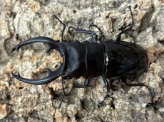 画像1: インターメディアツヤクワガタ　パラワン島 Bataraza産 ペア（累代WD ♂88mm ♀Freemm） (1)