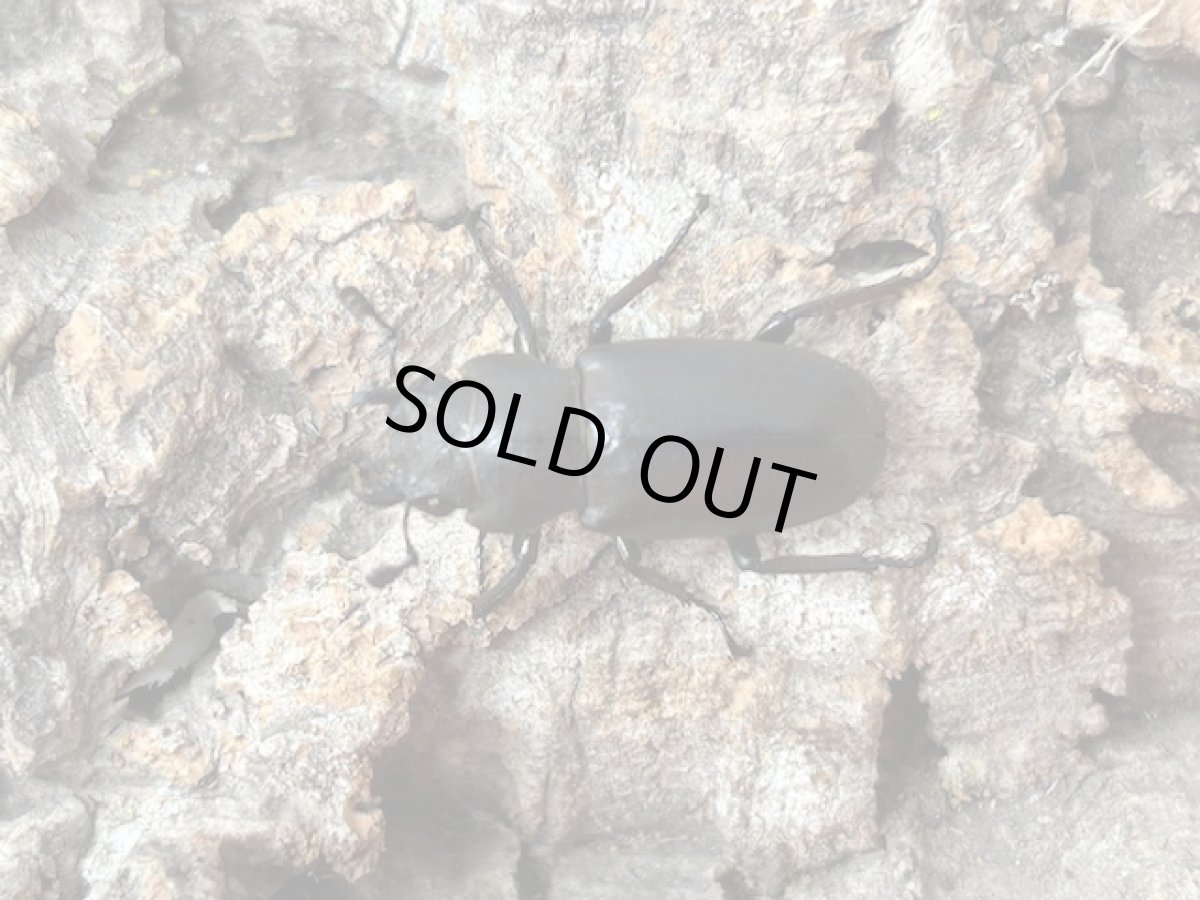 画像2: メタリフェルホソアカクワガタ　インドネシア ペレン島産 ペア（累代WD ♂84mm ♀Free mm ） (2)