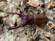 画像1: アスタコイデスノコギリ　ジャワ島 Mt. ハリムン産 ペア （累代WD♂58mm ♀Free ｍｍ） (1)