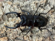 画像1: インターメディアツヤクワガタ　フィリピン・ネグロス島産 ペア（累代WD ♂85mm ♀Freemm） (1)