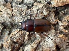 画像2: アスタコイデスノコギリ　ジャワ島 Mt. ハリムン産 ペア （累代WD♂58mm ♀Free ｍｍ） (2)