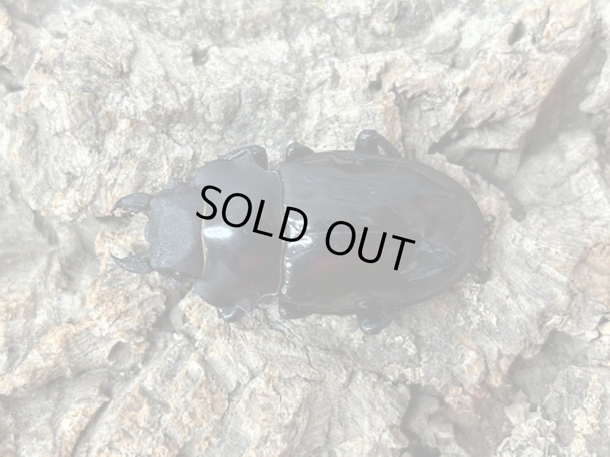 画像2: インターメディアツヤクワガタ　パラワン島 Bataraza産 ペア（累代WD ♂88mm ♀Freemm） (2)