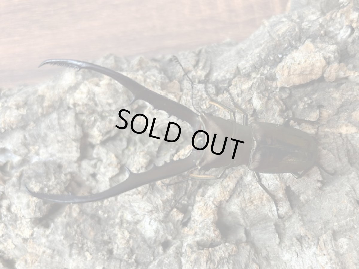 画像1: メタリフェルホソアカクワガタ　インドネシア ペレン島産 ペア（累代WD ♂84mm ♀Free mm ） (1)