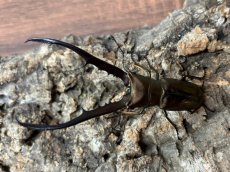 画像1: メタリフェルホソアカクワガタ　インドネシア ペレン島産 ペア（累代WD ♂84mm ♀Free mm ） (1)