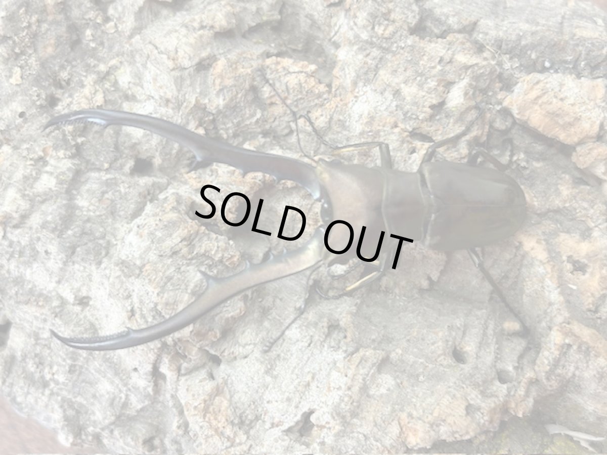 画像1: メタリフェルホソアカクワガタ　インドネシア ペレン島産 ペア（累代WD ♂82mm ♀Free mm ） (1)