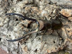 画像1: メタリフェルホソアカクワガタ　インドネシア ペレン島産 ペア（累代WD ♂82mm ♀Free mm ） (1)